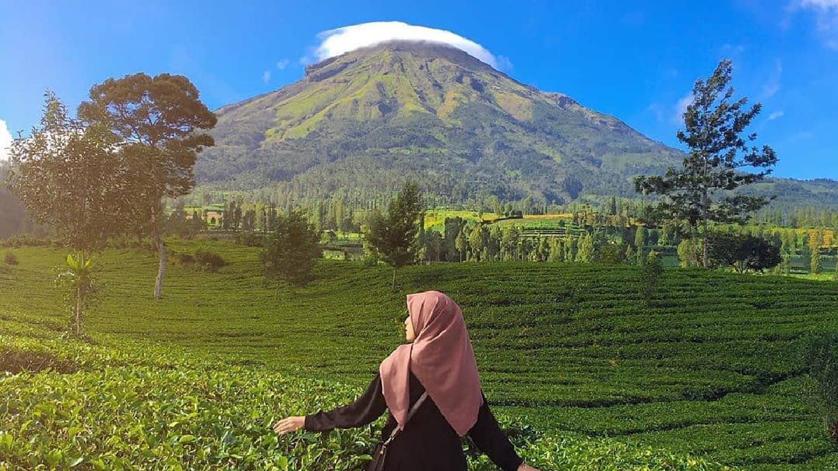 Kebun Teh Tambi: Pesona Hijau Dieng dengan Udara Sejuk Pegunungan