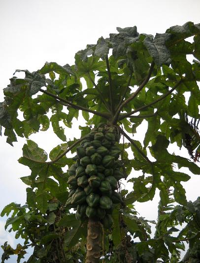 Apa Itu Carica dan Kenapa Hanya Ada di Dieng?