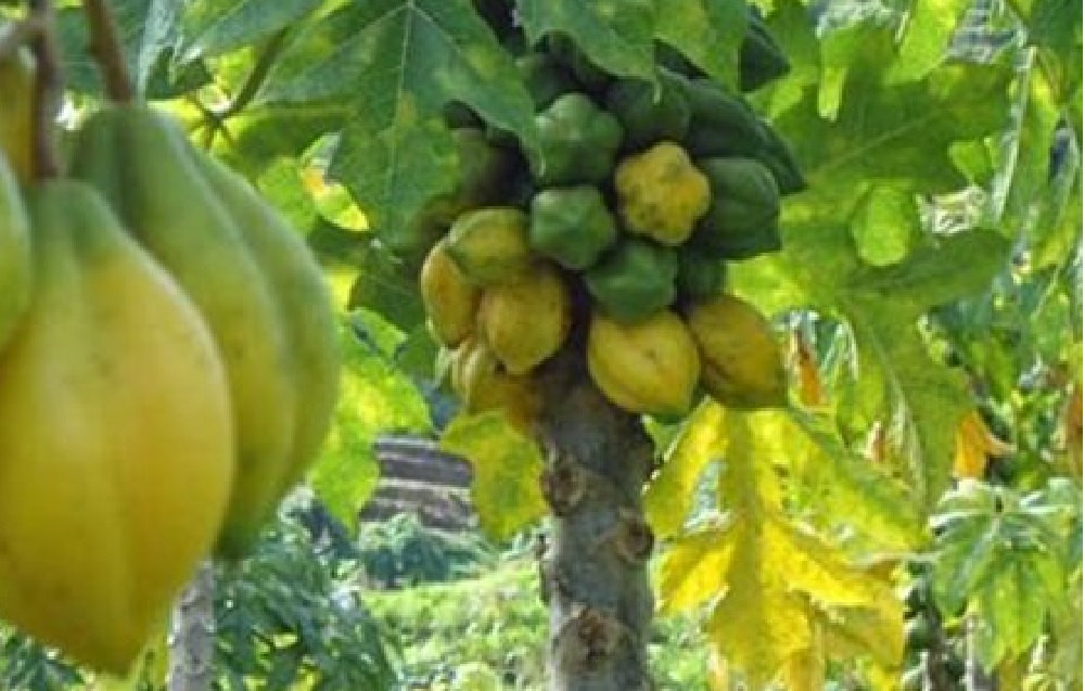 Buah Carica: Keunikan Rasa dari Dataran Tinggi Dieng